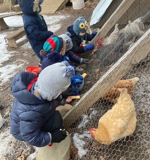 Kids playing with chickens.