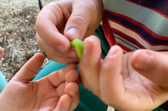 Hands holding an inch worm.