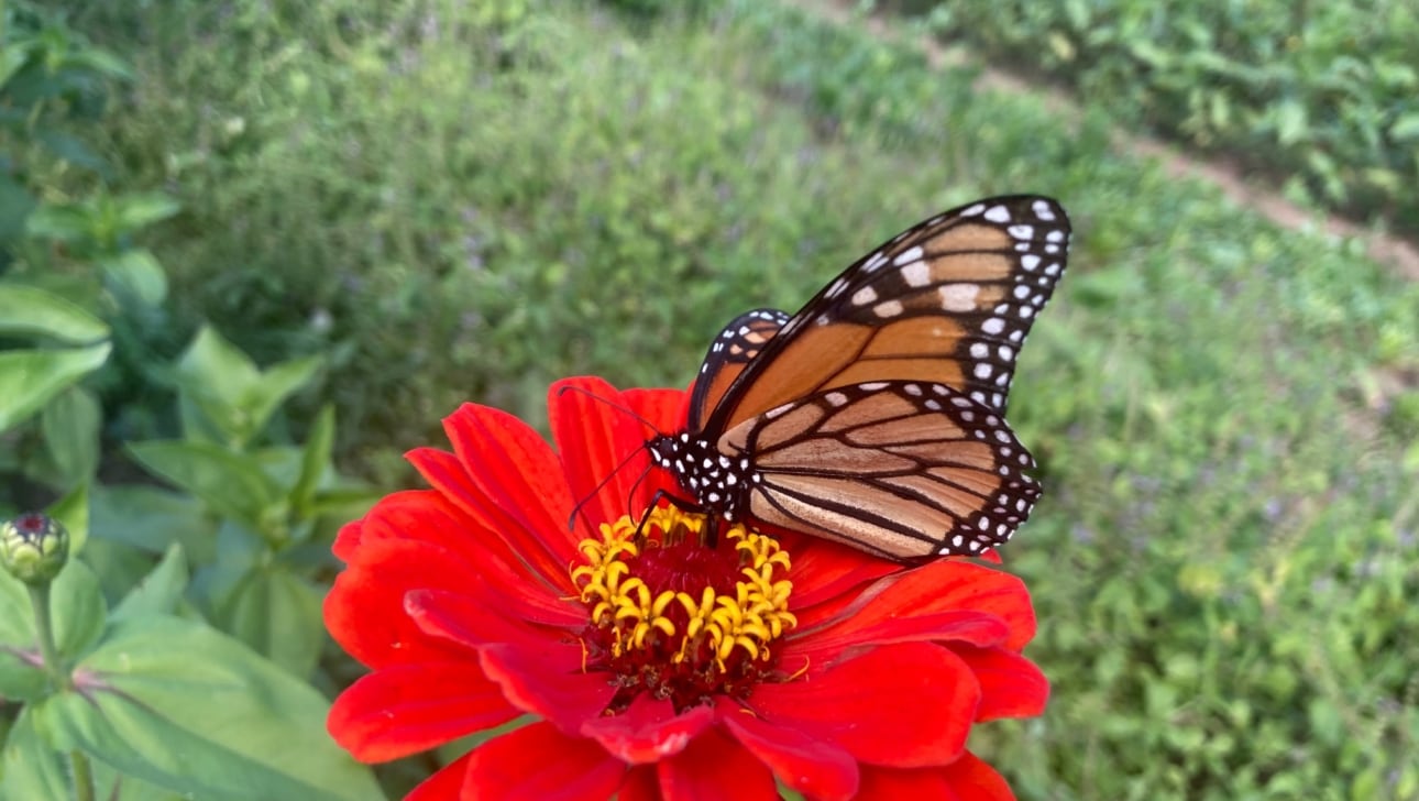 monarch and red flower