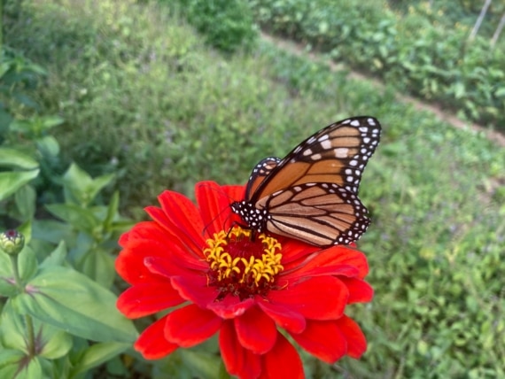 monarch and red flower